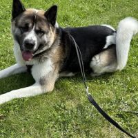 My Home Vet - mobile vet team ico