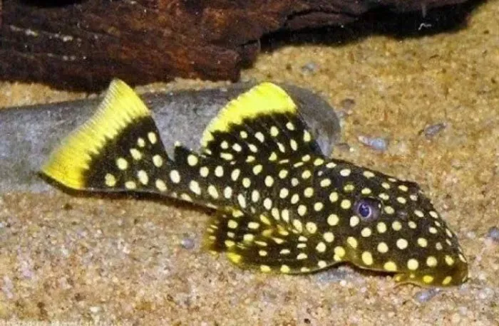 The Fish Shop Picture 1