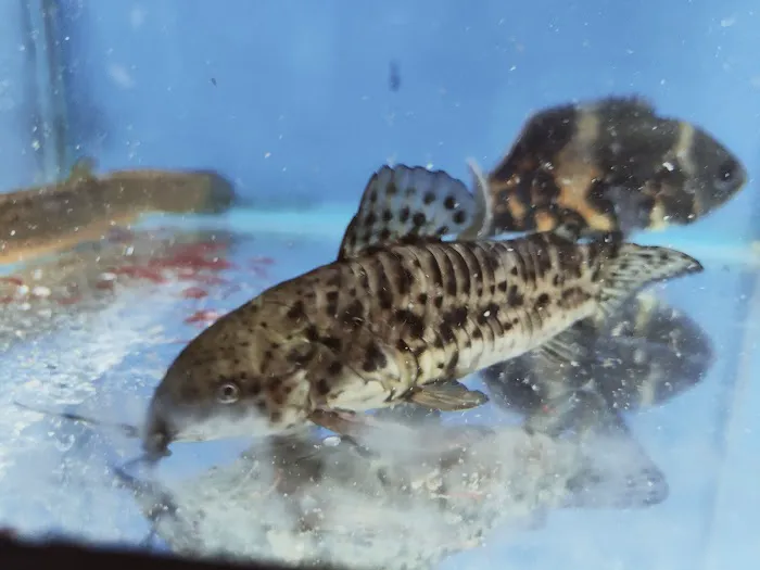 The Fish Shop Picture 5