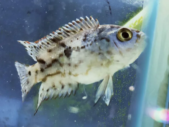 The Fish Shop Picture 10