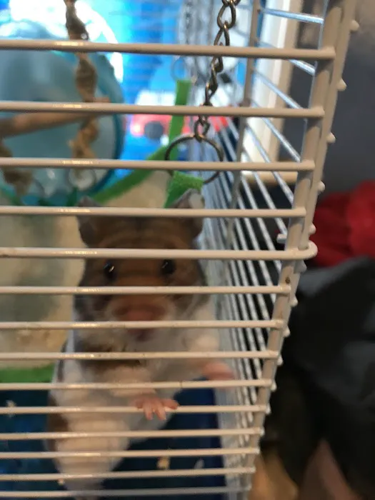 Hills Pet Shop Picture 1