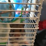 Hills Pet Shop