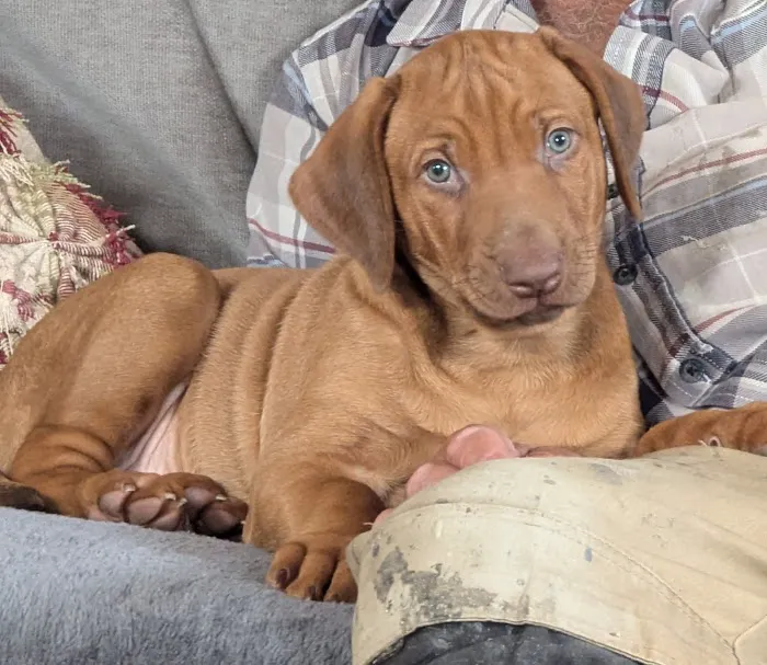 Mobile Microchipping Lancs Picture 2