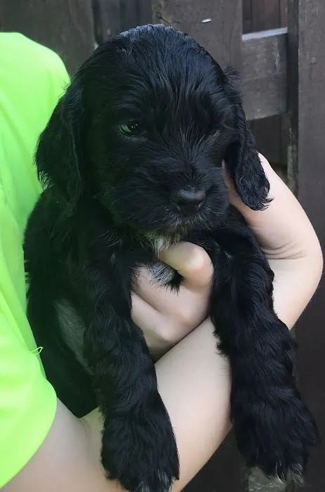 Mobile Microchipping Lancs Picture 1