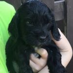 Mobile Microchipping Lancs