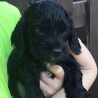 Mobile Microchipping Lancs ico