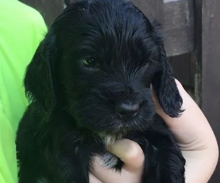 Mobile Microchipping Lancs