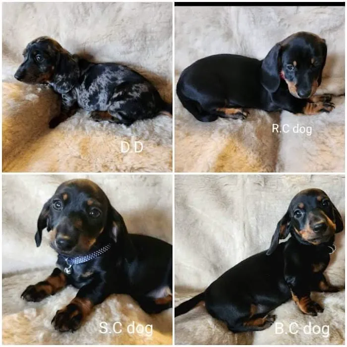 Mobile Microchipping Lancs Picture 5