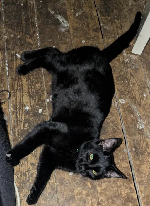 Mobile Microchipping Lancs Picture 6