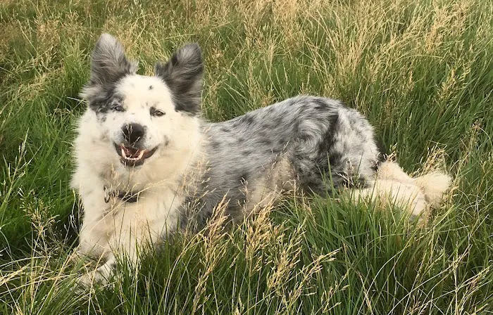 Mobile Microchipping Lancs Picture 7