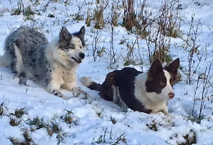 Mobile Microchipping Lancs Picture 8