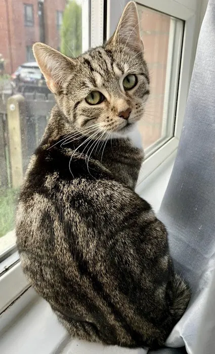 Mobile Microchipping Lancs Picture 4