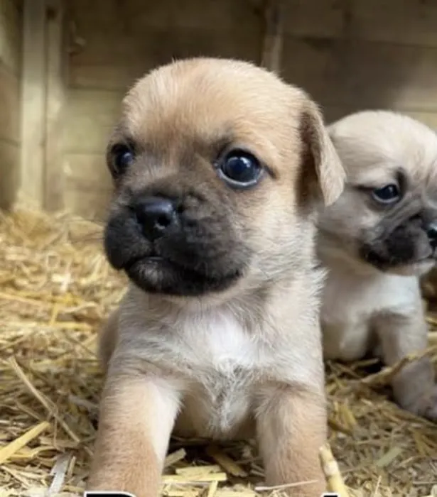 Mobile Microchipping Lancs Picture 9