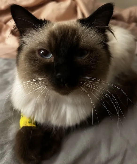Vets4Pets - Barry Picture 4