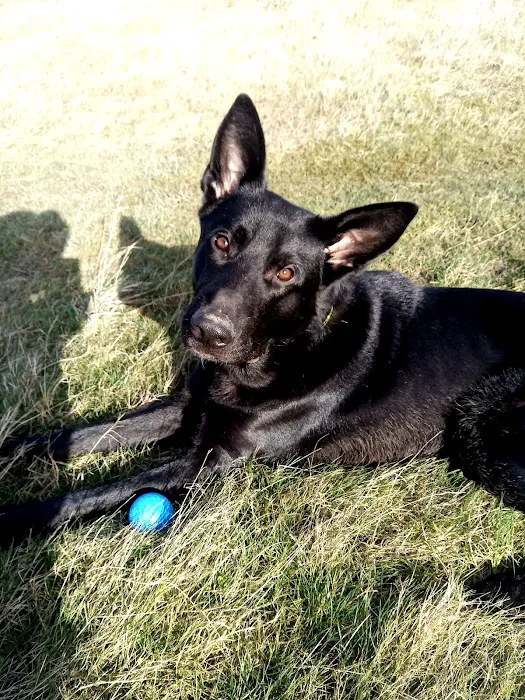 Vets4Pets - Barry Picture 1