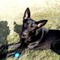 Vets4Pets - Barry ico