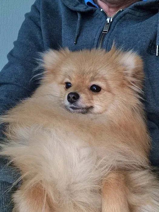 Vets4Pets - Barry Picture 5