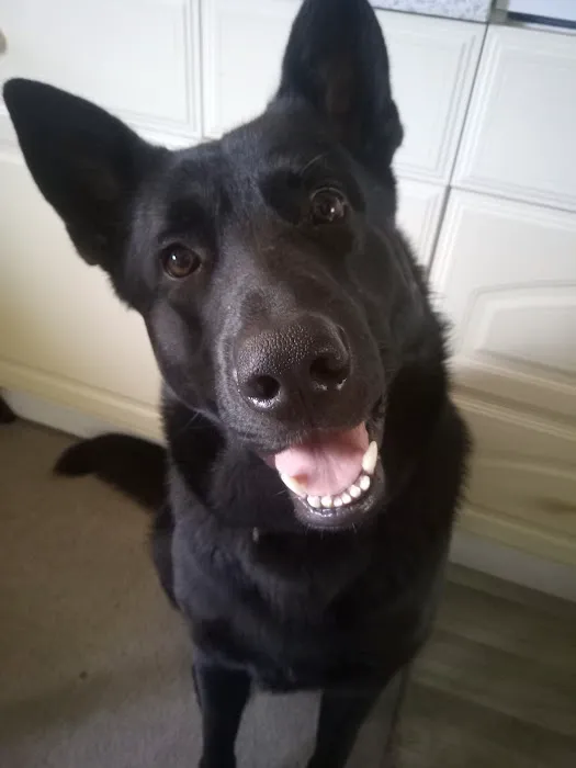 Vets4Pets - Barry Picture 2