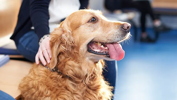 Barry Veterinary Centre Picture 10