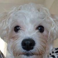 Barry Veterinary Centre ico