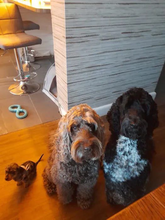 Vale Veterinary Centre Barry Picture 3