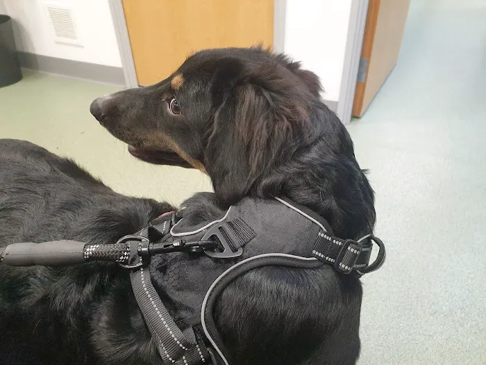 Vale Veterinary Centre Barry Picture 9