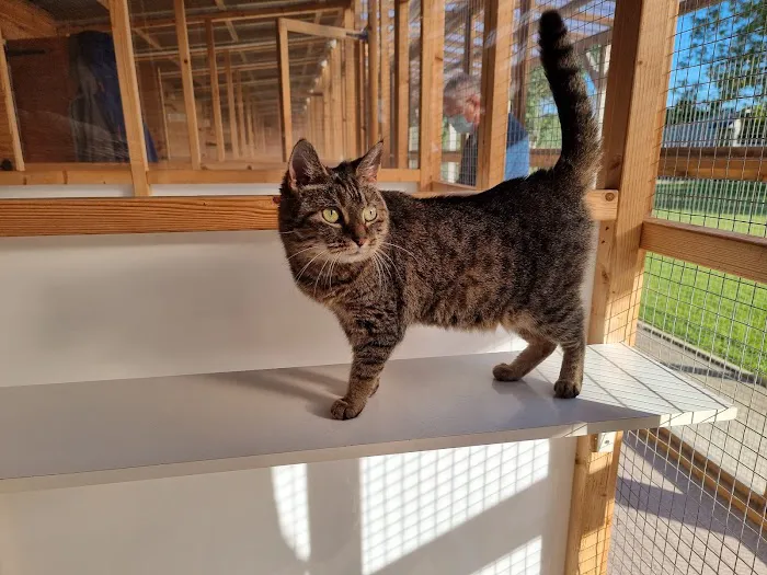 Aderyn Cat Resort Picture 3