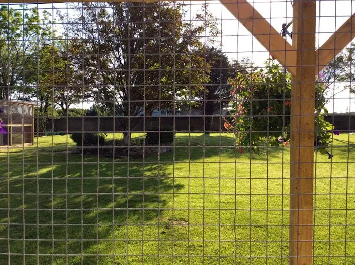 Aderyn Cat Resort Picture 6