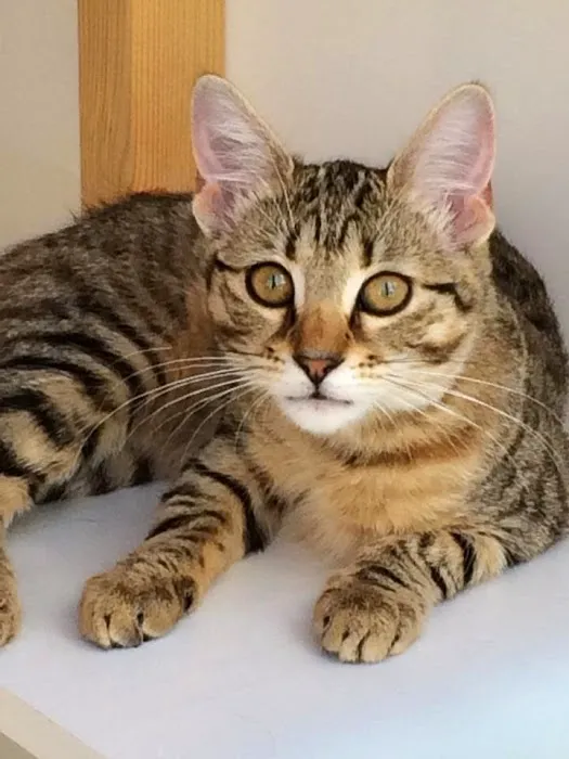 Aderyn Cat Resort Picture 4
