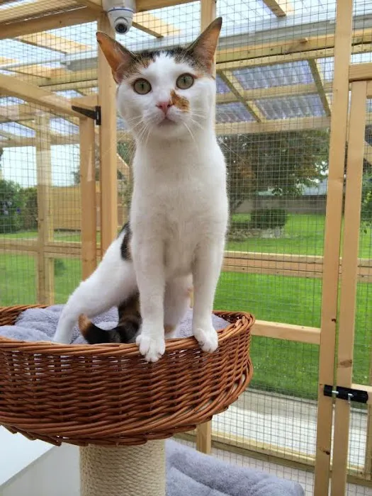 Aderyn Cat Resort Picture 5