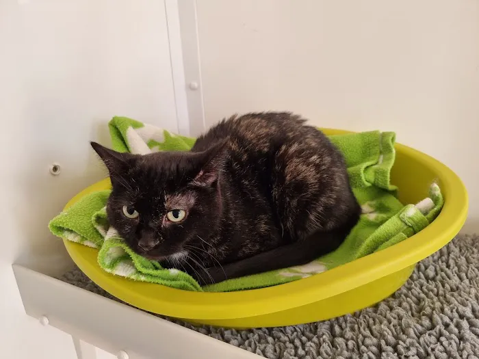 Aderyn Cat Resort Picture 2