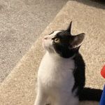 Downs-Side Cattery