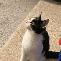 Downs-Side Cattery ico