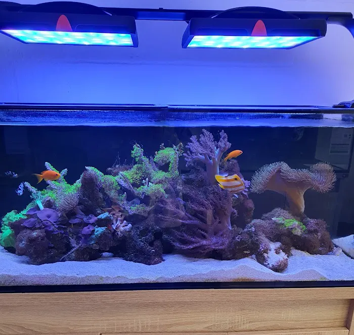 Marine Fish Shop Picture 9