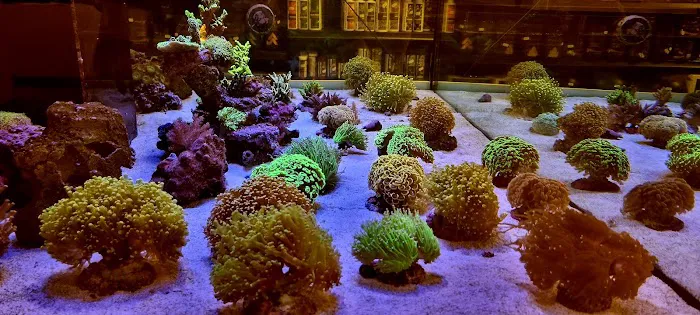 Marine Fish Shop Picture 5