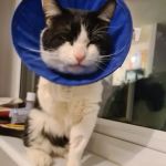 Vets for Pets - Hemsworth