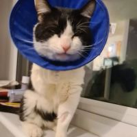 Vets for Pets - Hemsworth ico