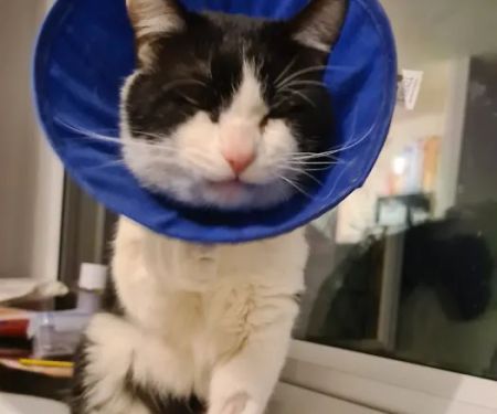 Vets for Pets - Hemsworth