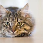 Highfield Veterinary Centre