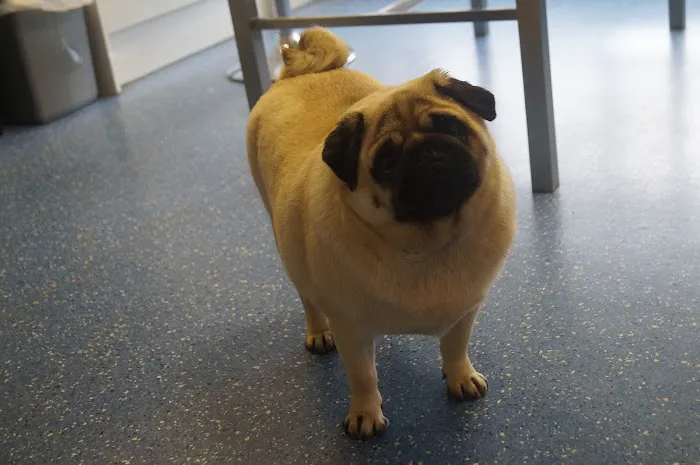 Broomhill Veterinary Practice Picture 6