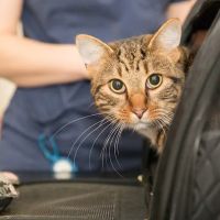 Hallam Veterinary Centre ico