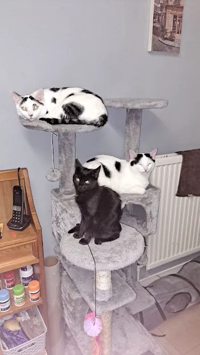 Vets4Pets - Millhouses Picture 5