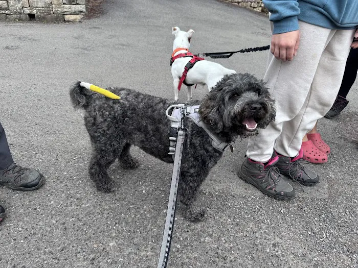 Vets4Pets - Millhouses Picture 7