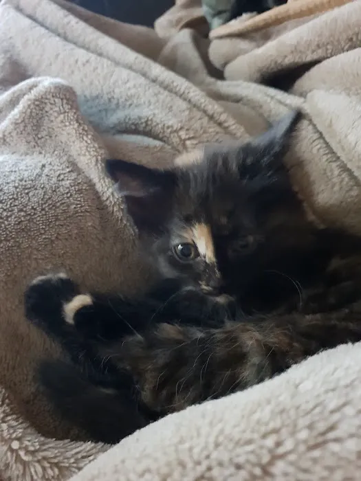 Vets4Pets - Millhouses Picture 8
