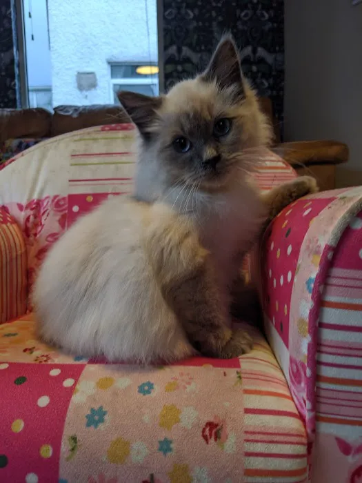 Vets4Pets - Millhouses Picture 9