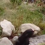 Vets4Pets - Millhouses