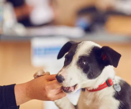 Hallam Veterinary Centre