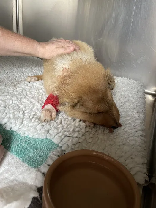Park Veterinary Hospital Picture 1
