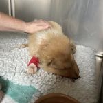 Park Veterinary Hospital
