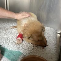 Park Veterinary Hospital ico